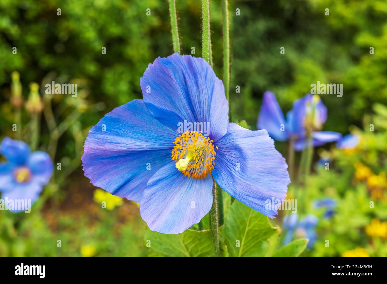 Blu vivace Meconopsis conosciuto anche come fiore blu papavero primo piano. Foto Stock