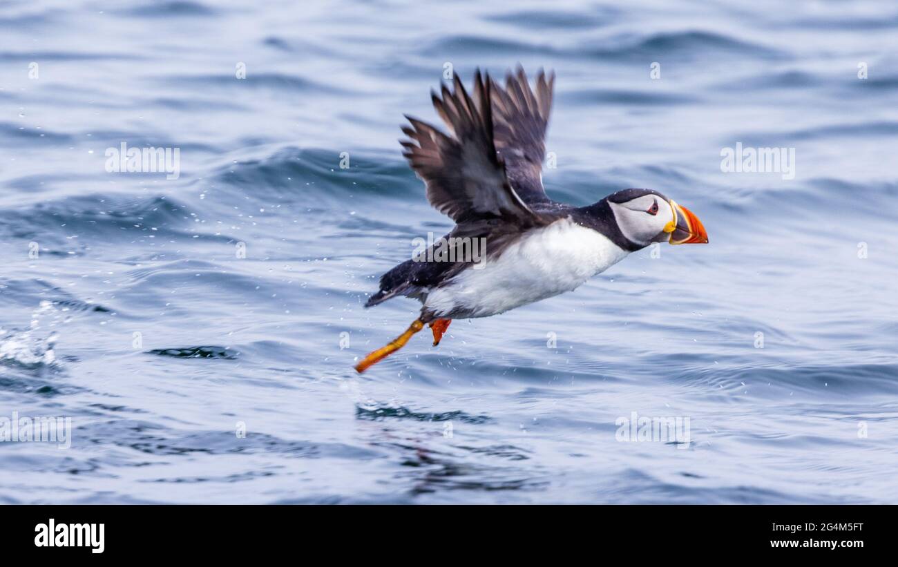 carino puffin prendere il volo dalla superficie del mare farne isole northumbria uk Foto Stock