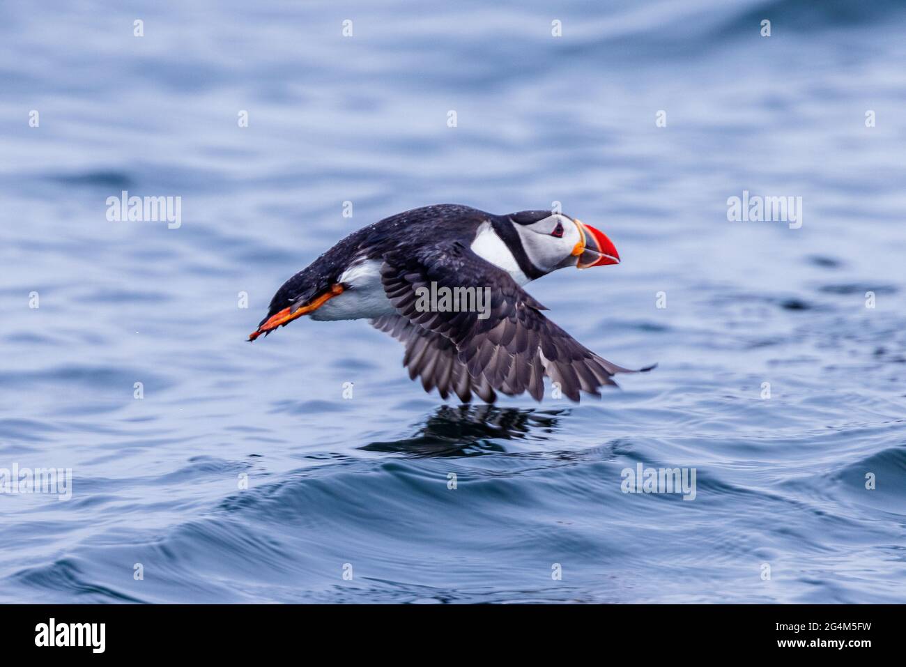 carino puffin volare basso sulla superficie del mare farne isole northumbria uk Foto Stock