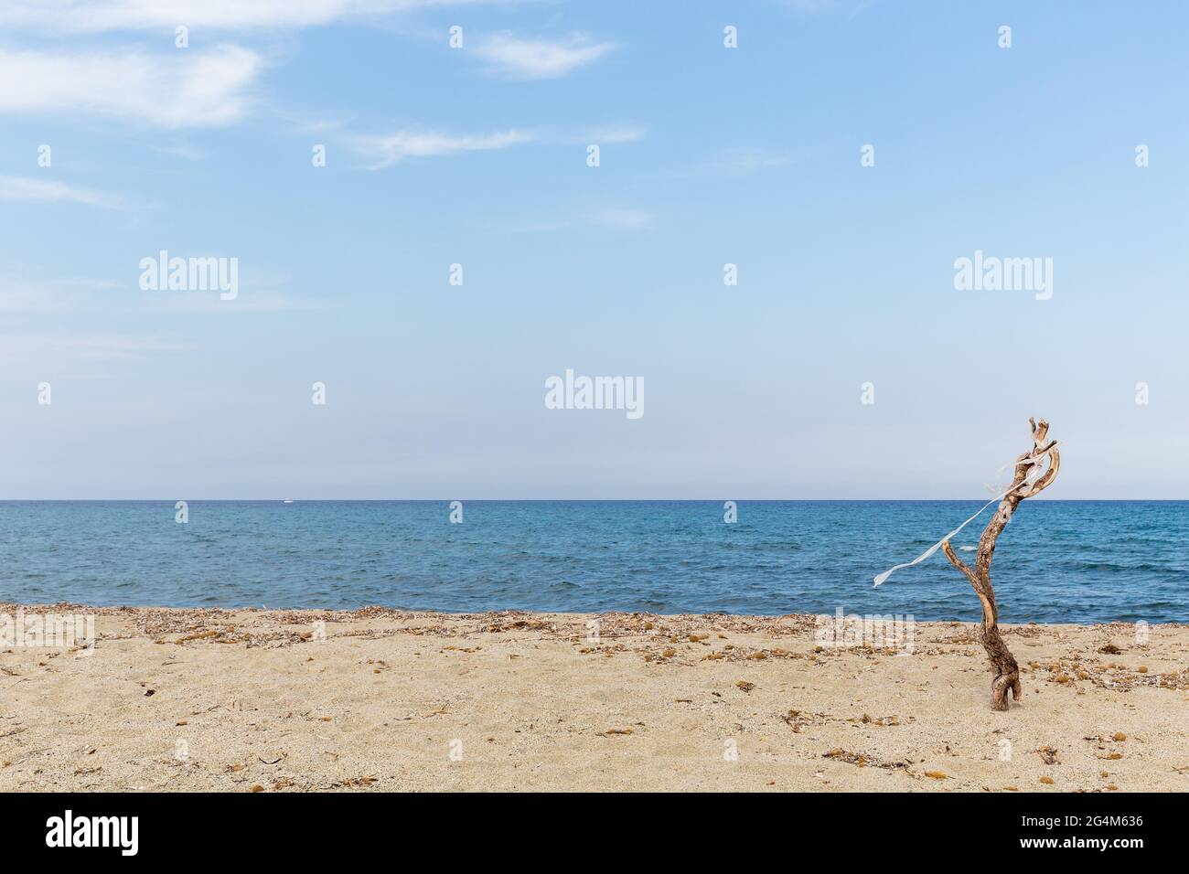 Un ramo di albero bloccato nella sabbia della spiaggia di Prunete, e recante un pezzo di stoffa bianca. Corsica, Francia Foto Stock