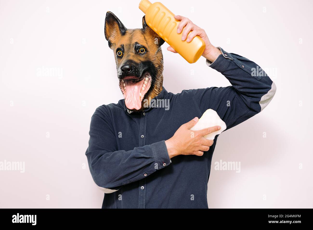la persona con maschera per cani viene lavata con una spugna e un gel da bagno su sfondo bianco, concetto di igiene e servizio di lavaggio degli animali domestici Foto Stock