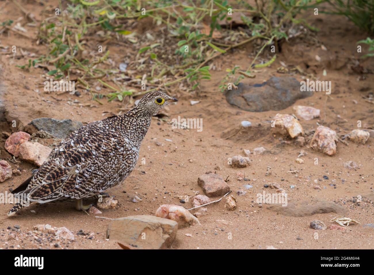 Femmina di sandgrouse a doppia banda (Pterocles bicinctus) che cammina a terra nel Parco Nazionale Kruger, Sud Africa con spazio per la copia e backgrou sfocato Foto Stock