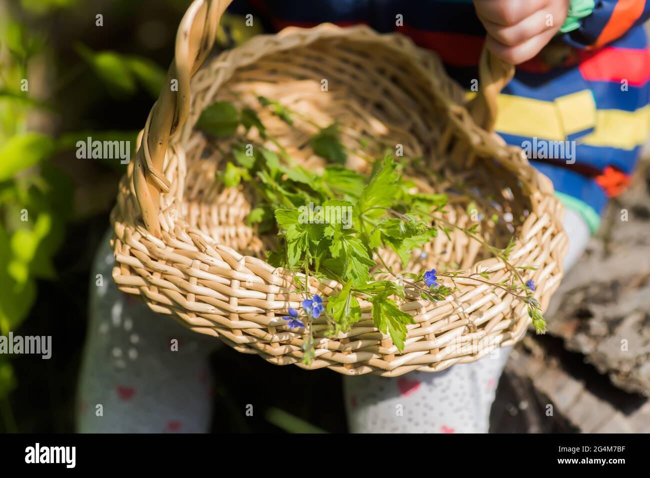 Veronica persica, occhio d'uccello, o invernale speedwell in cesto di vimini al punto di raccolta delle erbe medicinali. Pianta usata in medicina e omeopatia. Foto Stock
