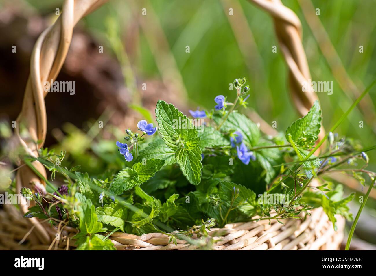 Veronica persica, occhio d'uccello, o invernale speedwell in cesto di vimini al punto di raccolta delle erbe medicinali. Pianta usata in medicina e omeopatia Foto Stock