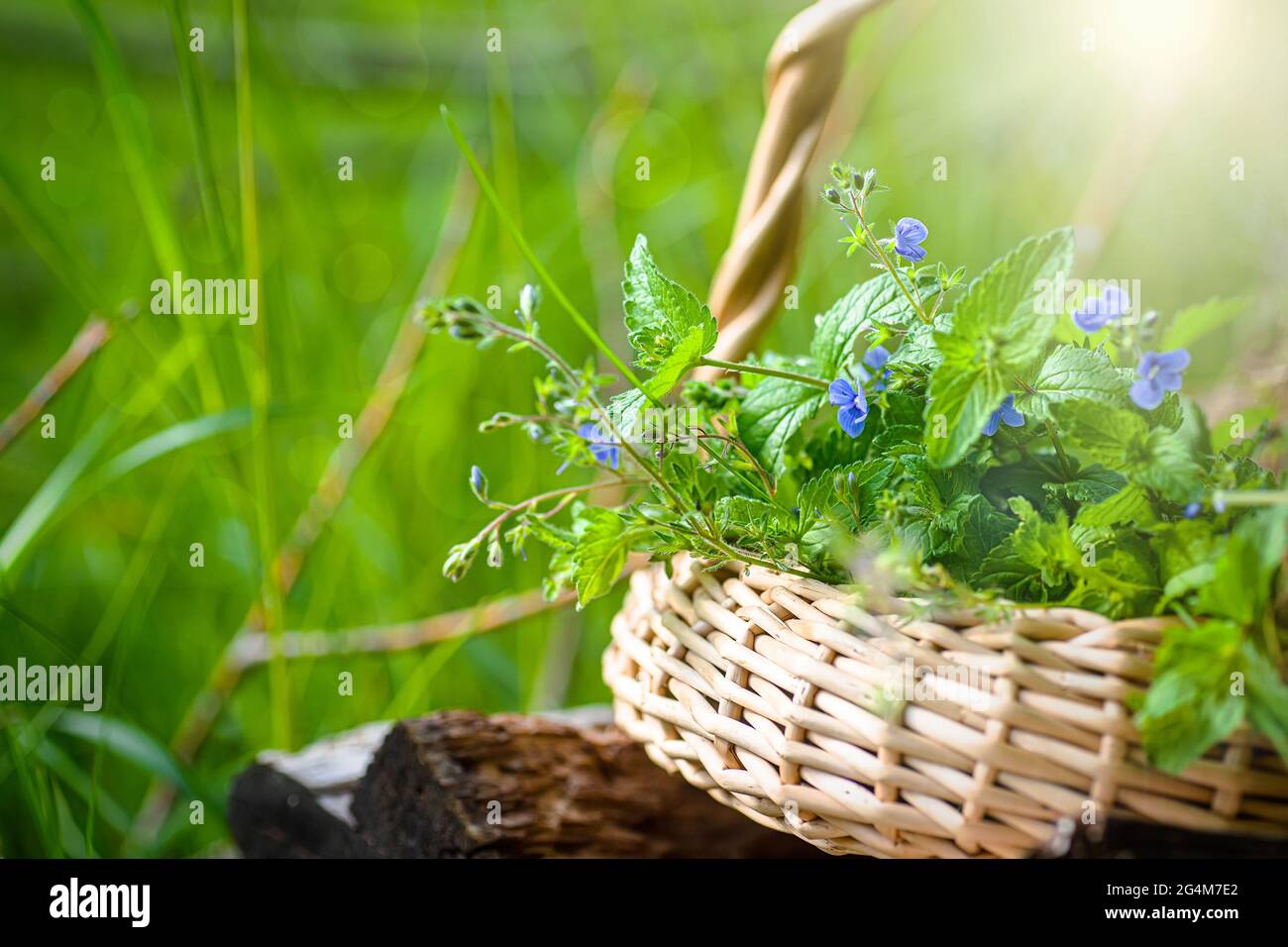 Veronica persica, occhio d'uccello, o invernale speedwell in cesto di vimini al punto di raccolta delle erbe medicinali. Pianta usata in medicina e omeopatia Foto Stock