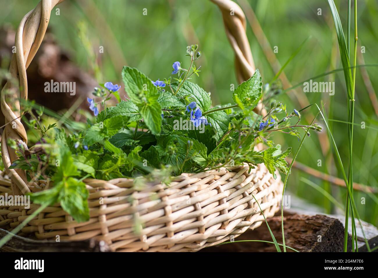 Veronica persica, occhio d'uccello, o invernale speedwell in cesto di vimini al punto di raccolta delle erbe medicinali. Pianta usata in medicina e omeopatia Foto Stock