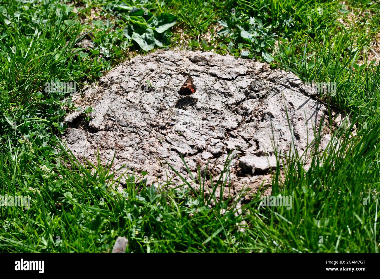 Aglaeia urtica - kleiner Fuchs auf frischem nymphalideae,Kuhfladen - cowpat - auf einer Almwiese als Nahrung in Salzburg mit Schmetterling, Foto Stock