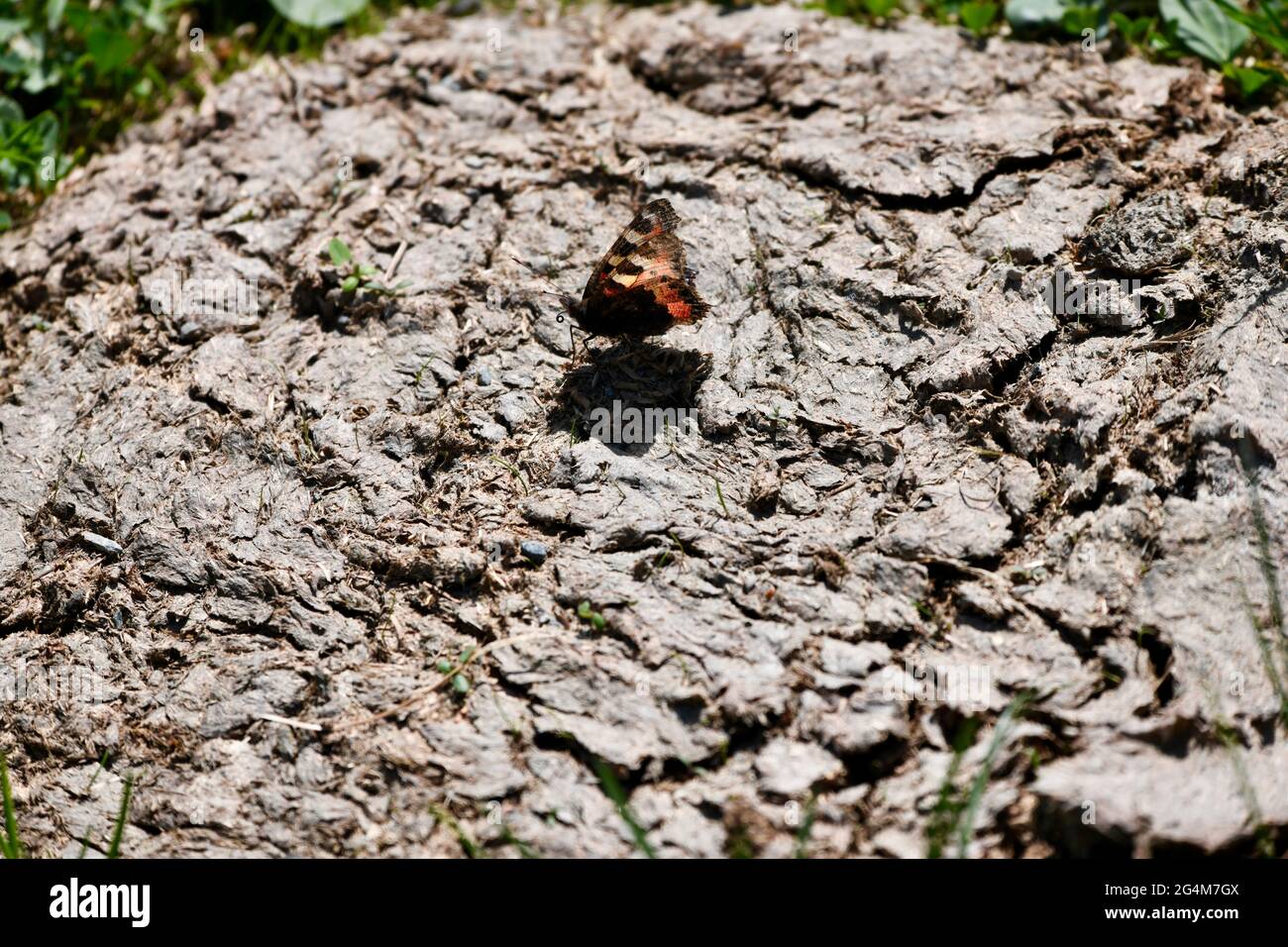 Aglaeia urtica - kleiner Fuchs auf frischem nymphalideae,Kuhfladen - cowpat - auf einer Almwiese als Nahrung in Salzburg mit Schmetterling, Foto Stock