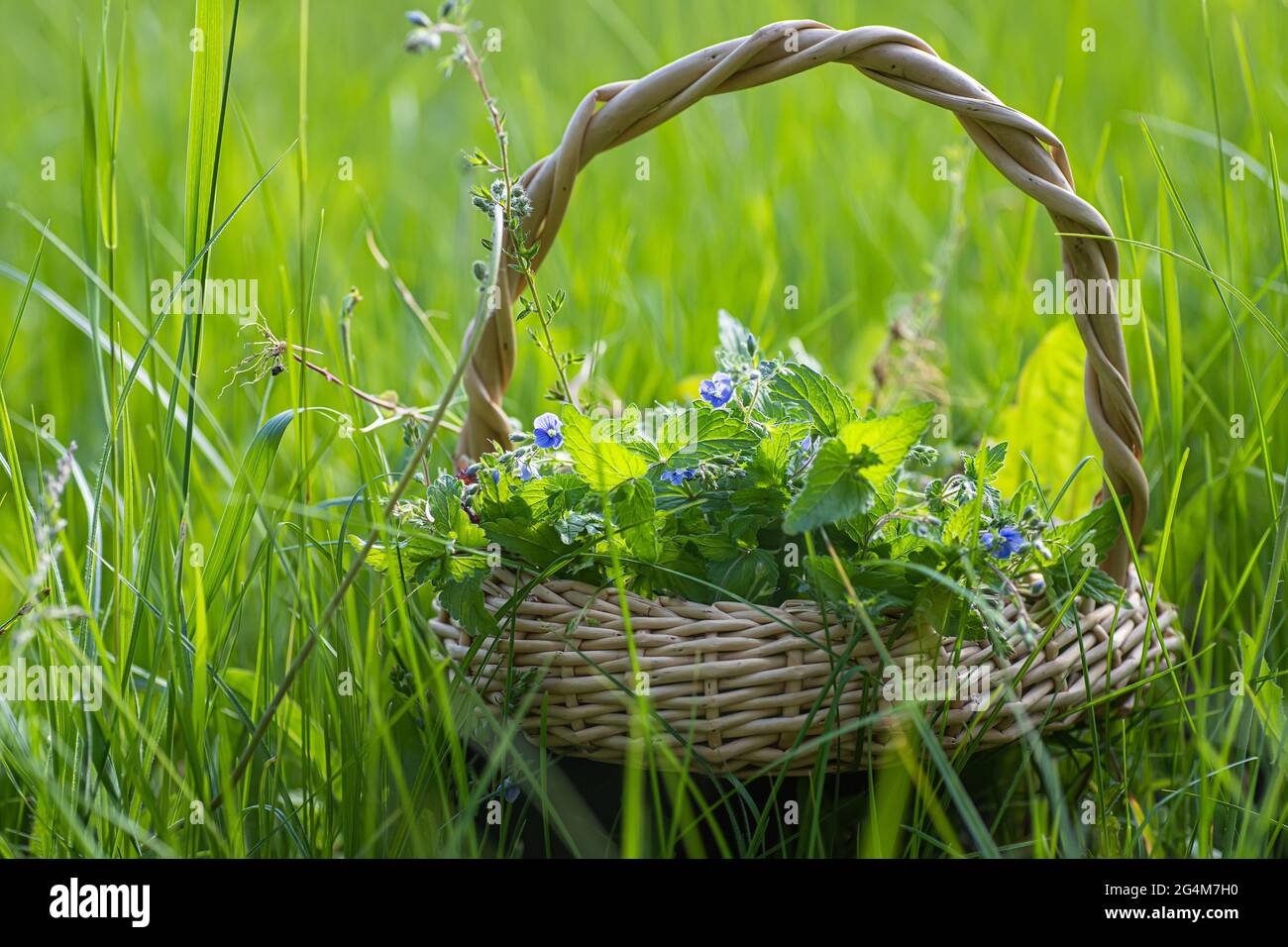 Veronica persica, occhio d'uccello, o invernale speedwell in cesto di vimini al punto di raccolta delle erbe medicinali. Pianta usata in medicina e omeopatia Foto Stock