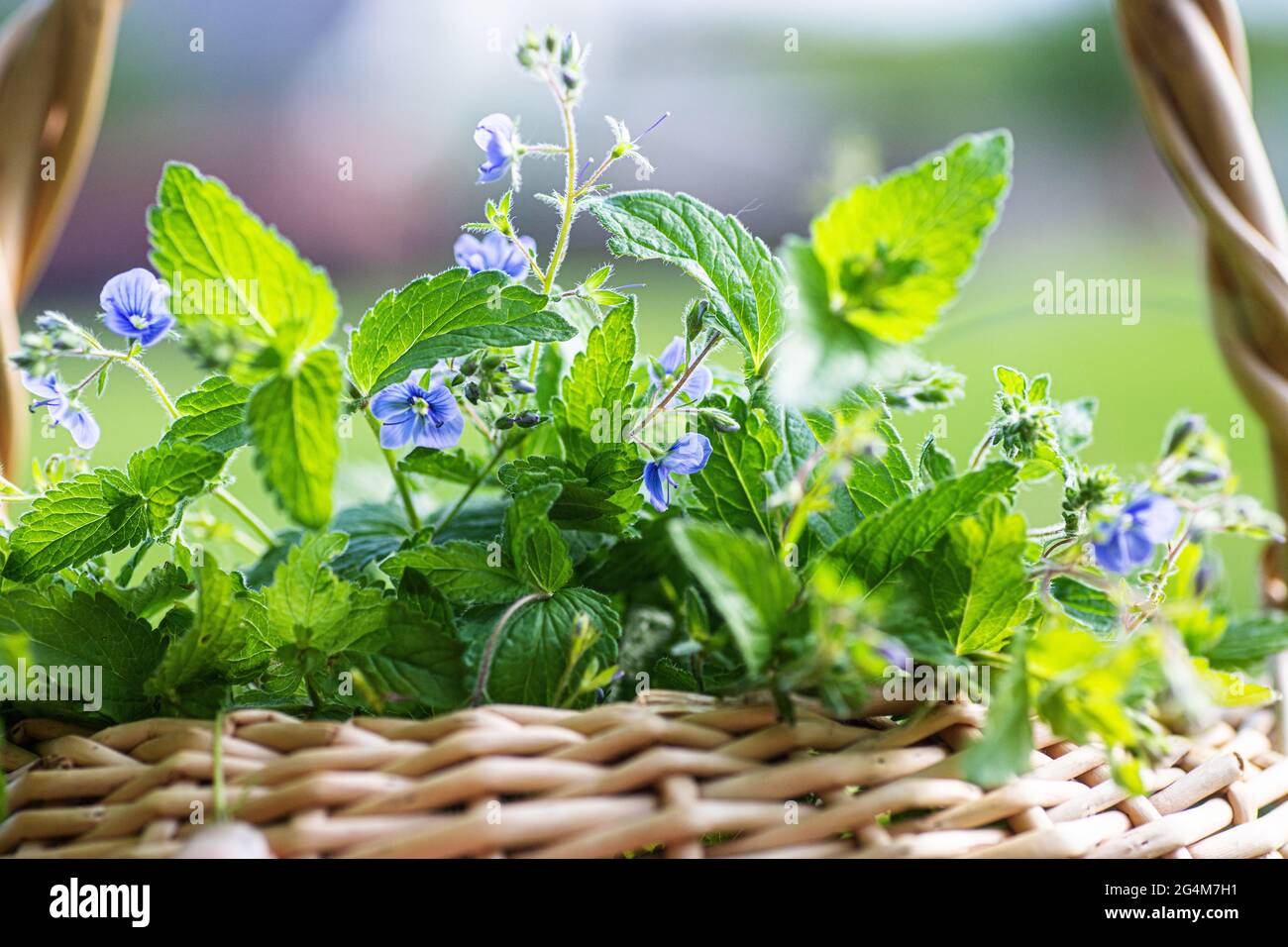 Veronica persica, occhio d'uccello, o invernale speedwell in cesto di vimini al punto di raccolta delle erbe medicinali. Pianta usata in medicina e omeopatia Foto Stock