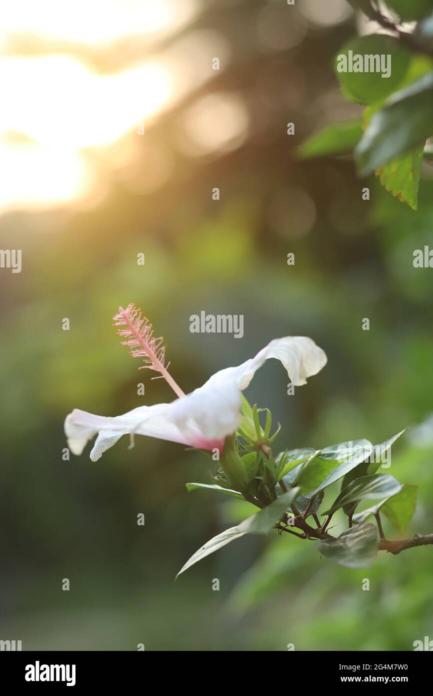 Sono immagini floreali Foto Stock