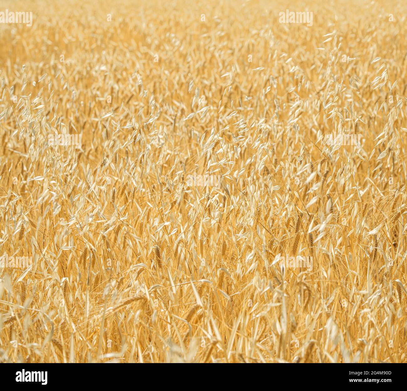 Raccolti misti maturi di foraggio (avena e orzo) che crescono in un campo. Messa a fuoco morbida, motivo naturale Foto Stock