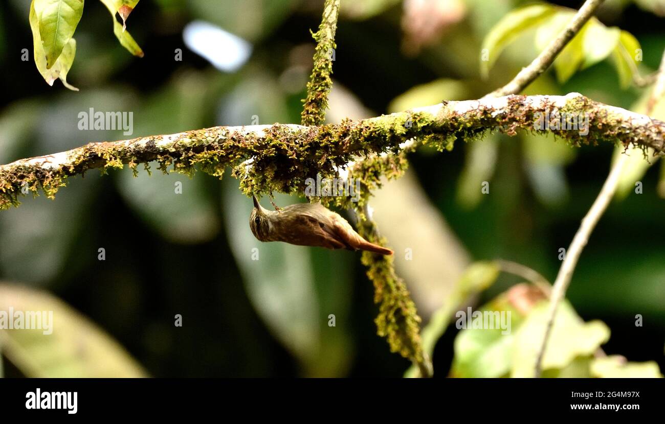 Este pássaro de nome: Bico-virado-fino, realizei este non ha girato Norte da floresta Amazônica em Presidente Figueiredo. Foto Stock