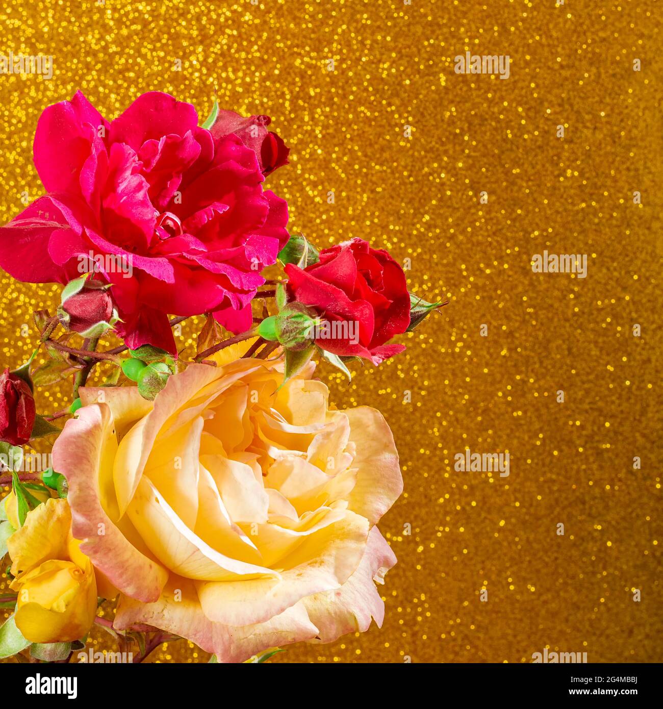 Primo piano di alcune splendide rose naturali gialle e rosse su uno sfondo testurizzato color oro.la fotografia ha spazio per copiare un design per i nostri li Foto Stock