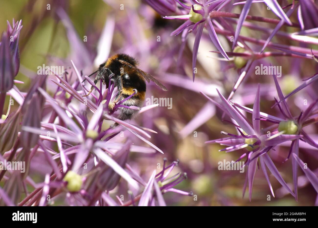 api raccolta nettare da fiori Foto Stock