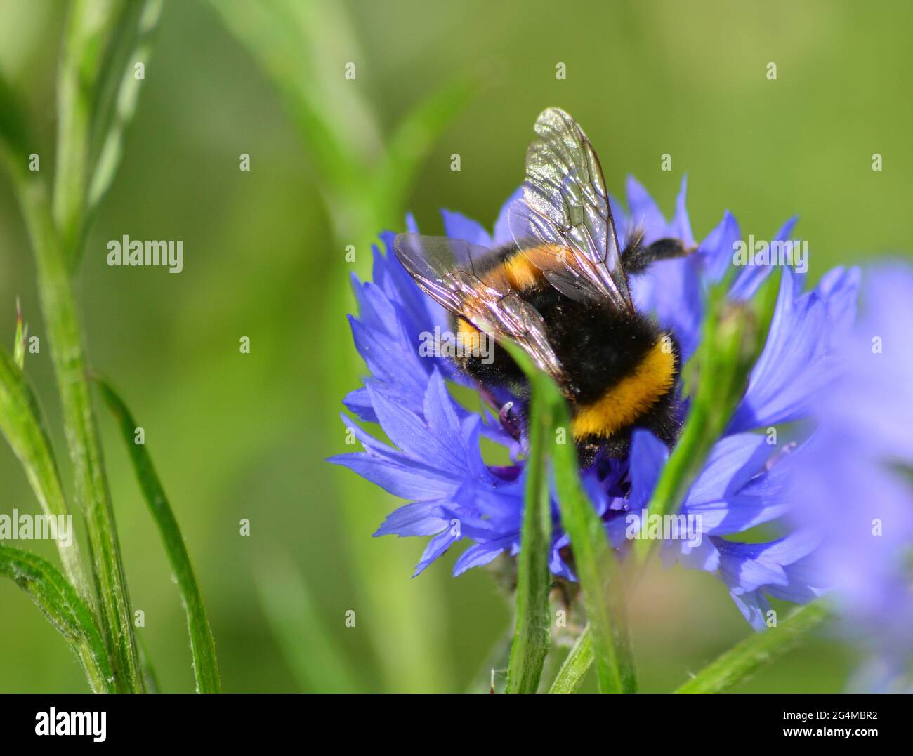 api raccolta nettare da fiori Foto Stock