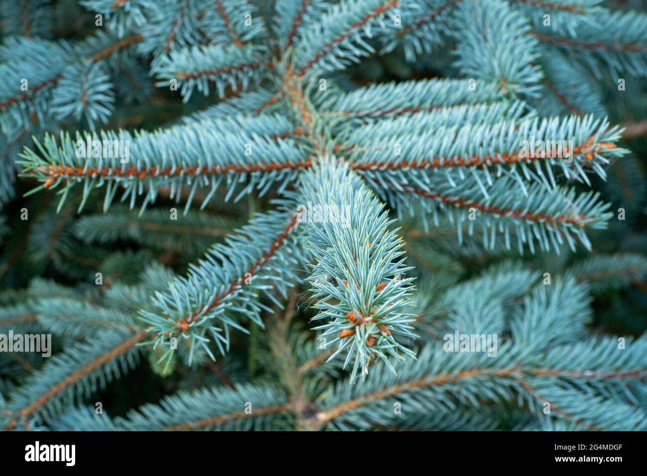 una foto ravvicinata di un ramo di pino Foto Stock