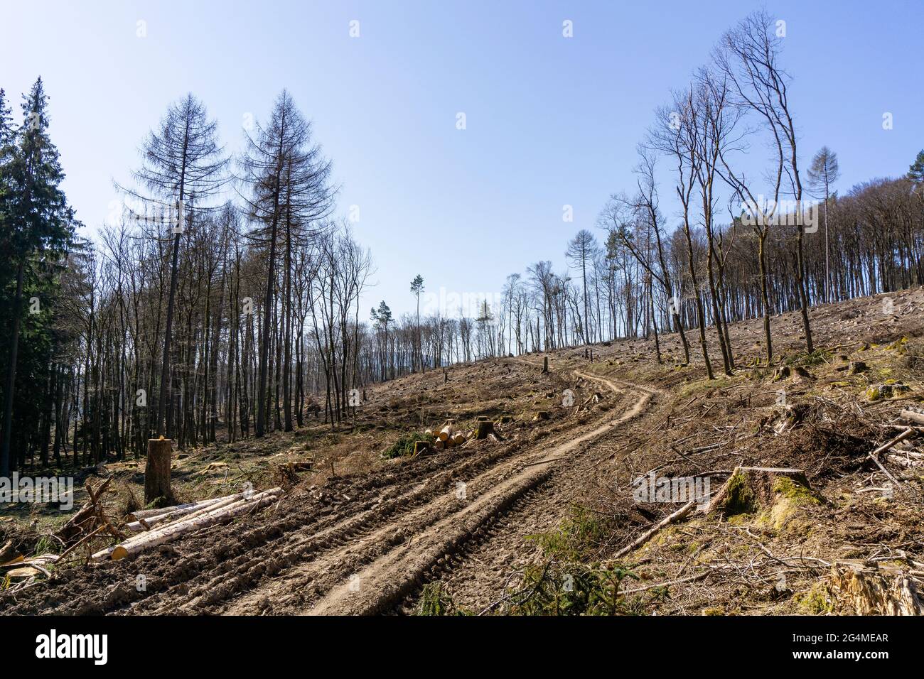 Area deforestata nel Taunus vicino a Sandplacken Foto Stock