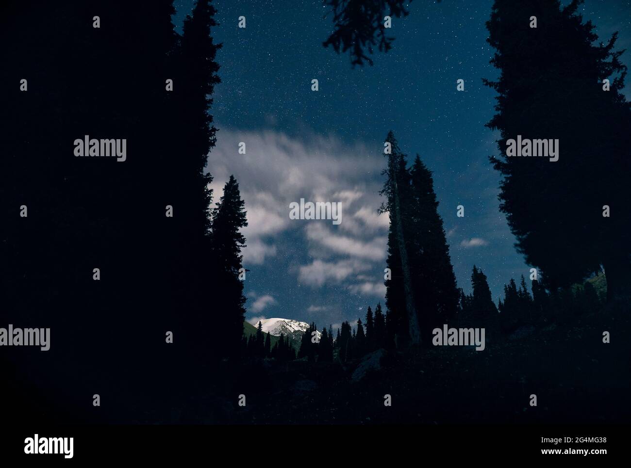 Silhouette di abete rosso e neve picco di montagna al cielo notturno con stelle Foto Stock