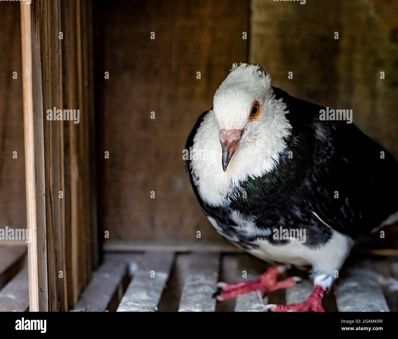 Piccione domestico in piedi su un loft di bambù Foto Stock