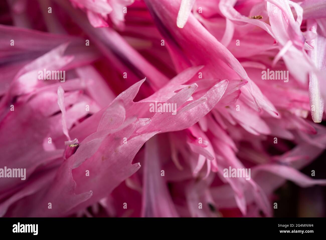 Papaveri, eleganti, bicolore, rosa, bicolore blooms, Papavero, Pink Fizz, foglie d'argento, lacinato, petali, verde-blu, baccelli di semi, fiori secchi, giardini. Foto Stock