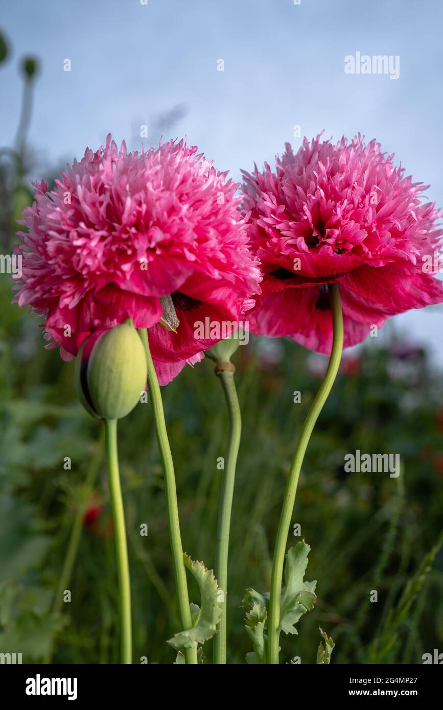 Papaveri, eleganti, bicolore, rosa, bicolore blooms, Papavero, Pink Fizz, foglie d'argento, lacinato, petali, verde-blu, baccelli di semi, fiori secchi, giardini. Foto Stock