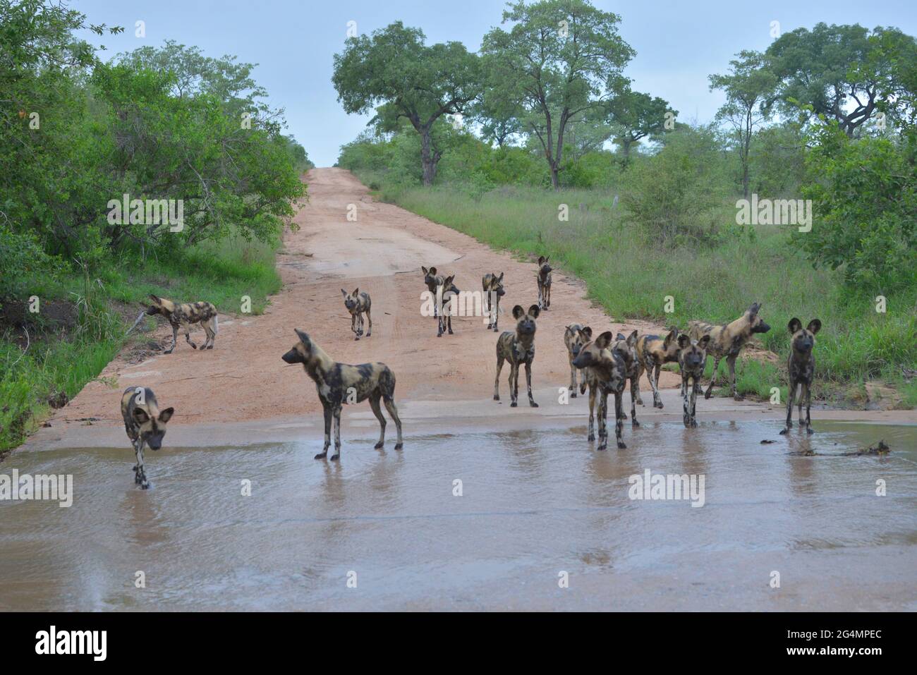 Pacchetto a rischio di estinzione di cani selvatici africani all'attraversamento del fiume, Kruger Park, Sudafrica Foto Stock