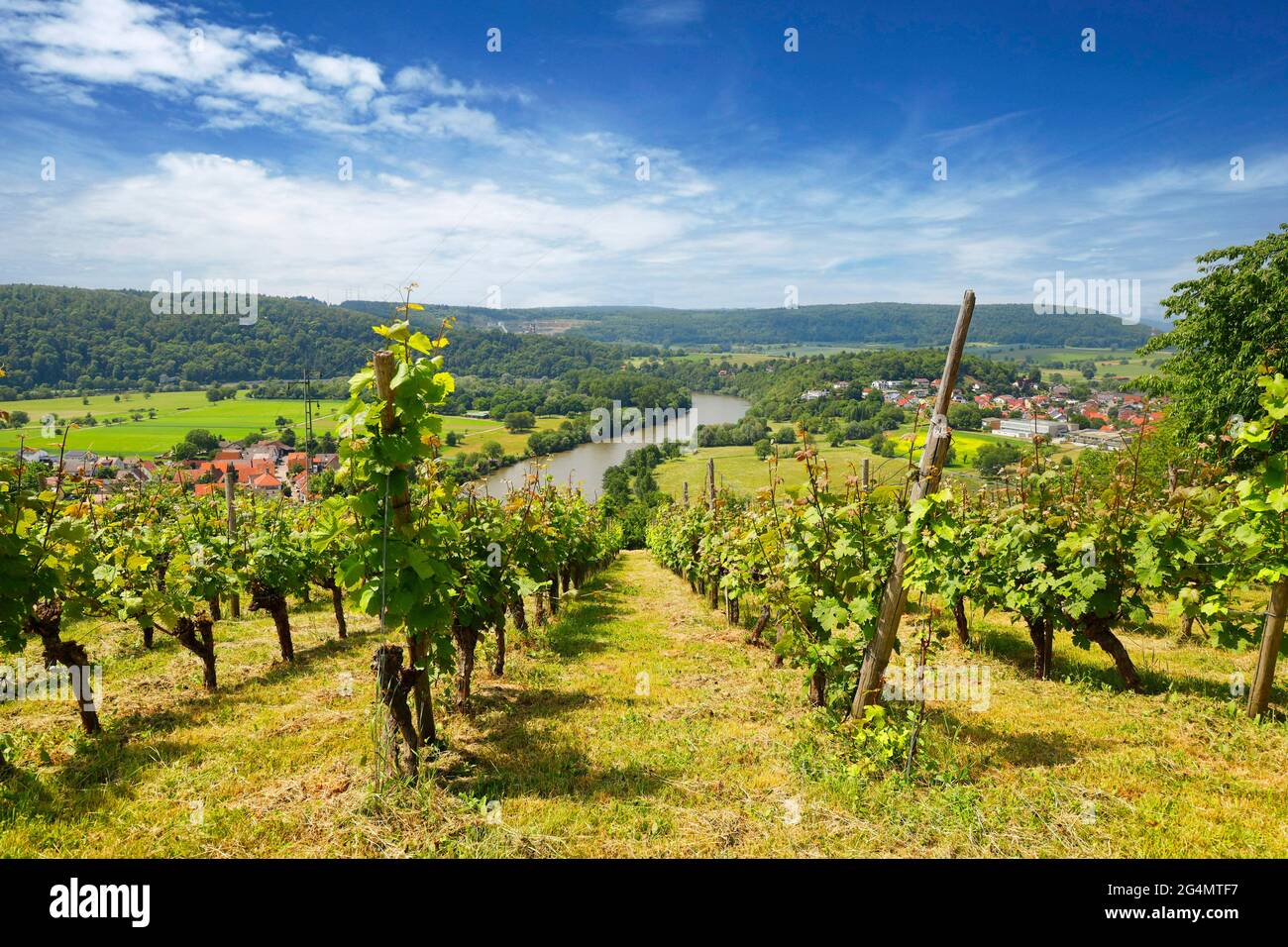 La Valle del Neckar, Vista dalla Michelsberg, Gundelsheim, Baden-Württemberg, Germania, Europa . Foto Stock