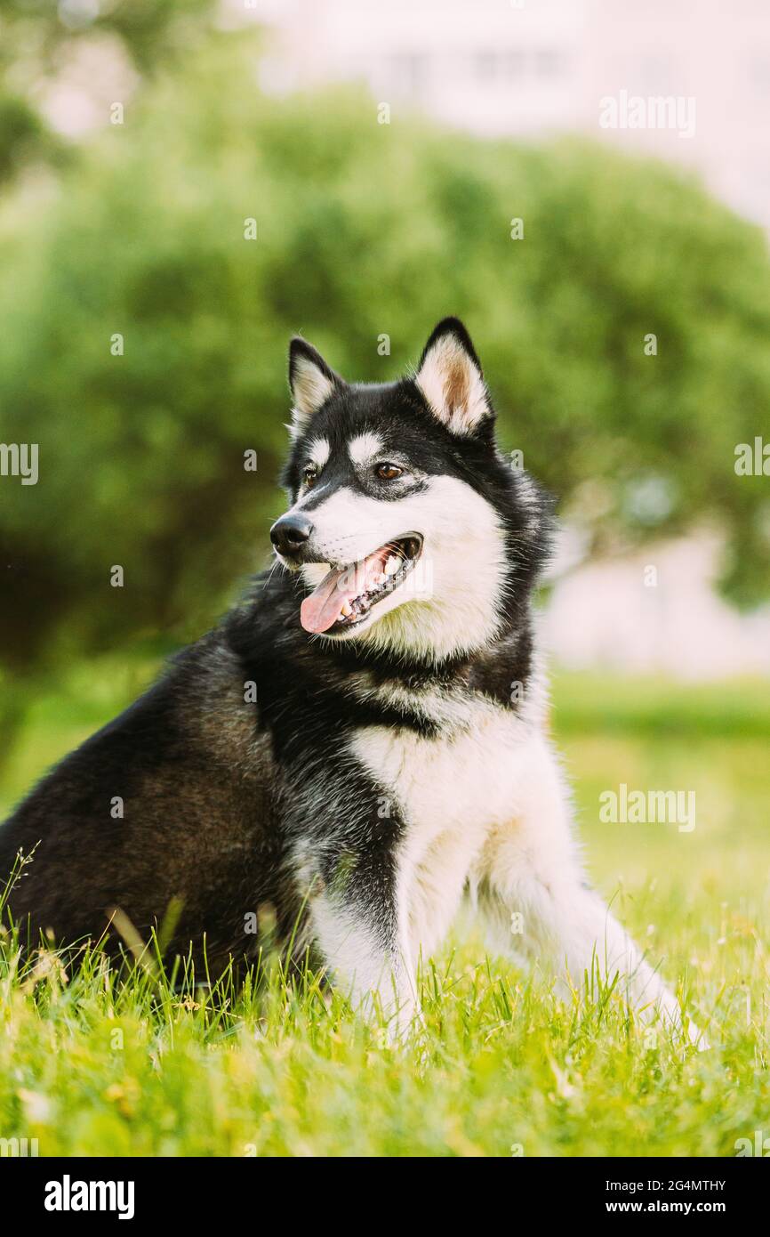 Husky Dog siede in estate Greeen Grass. Simpatico cane da compagnia Foto Stock