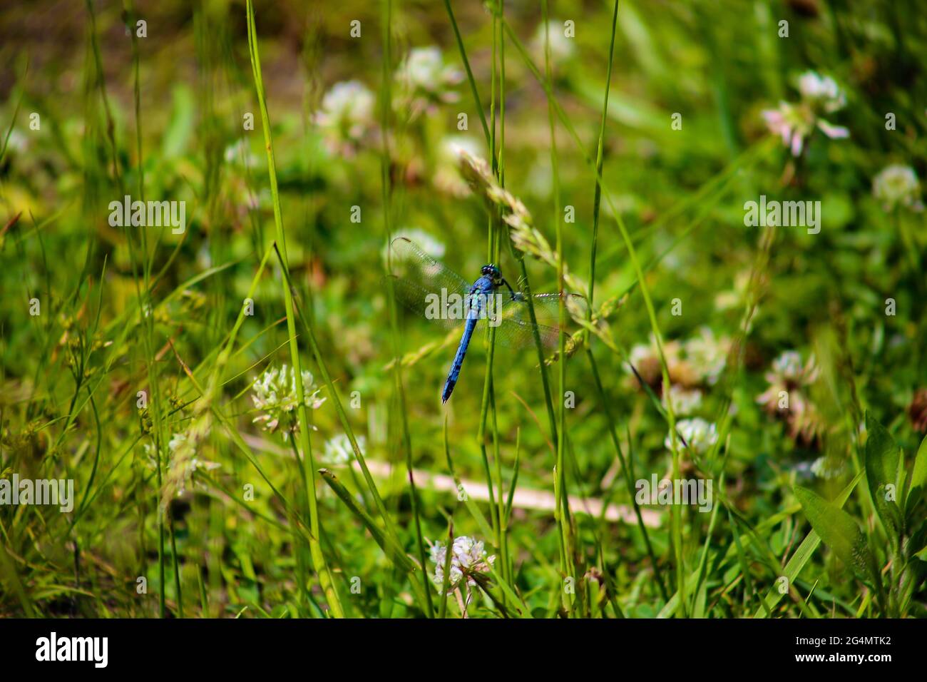 Una libellula blu. Foto Stock
