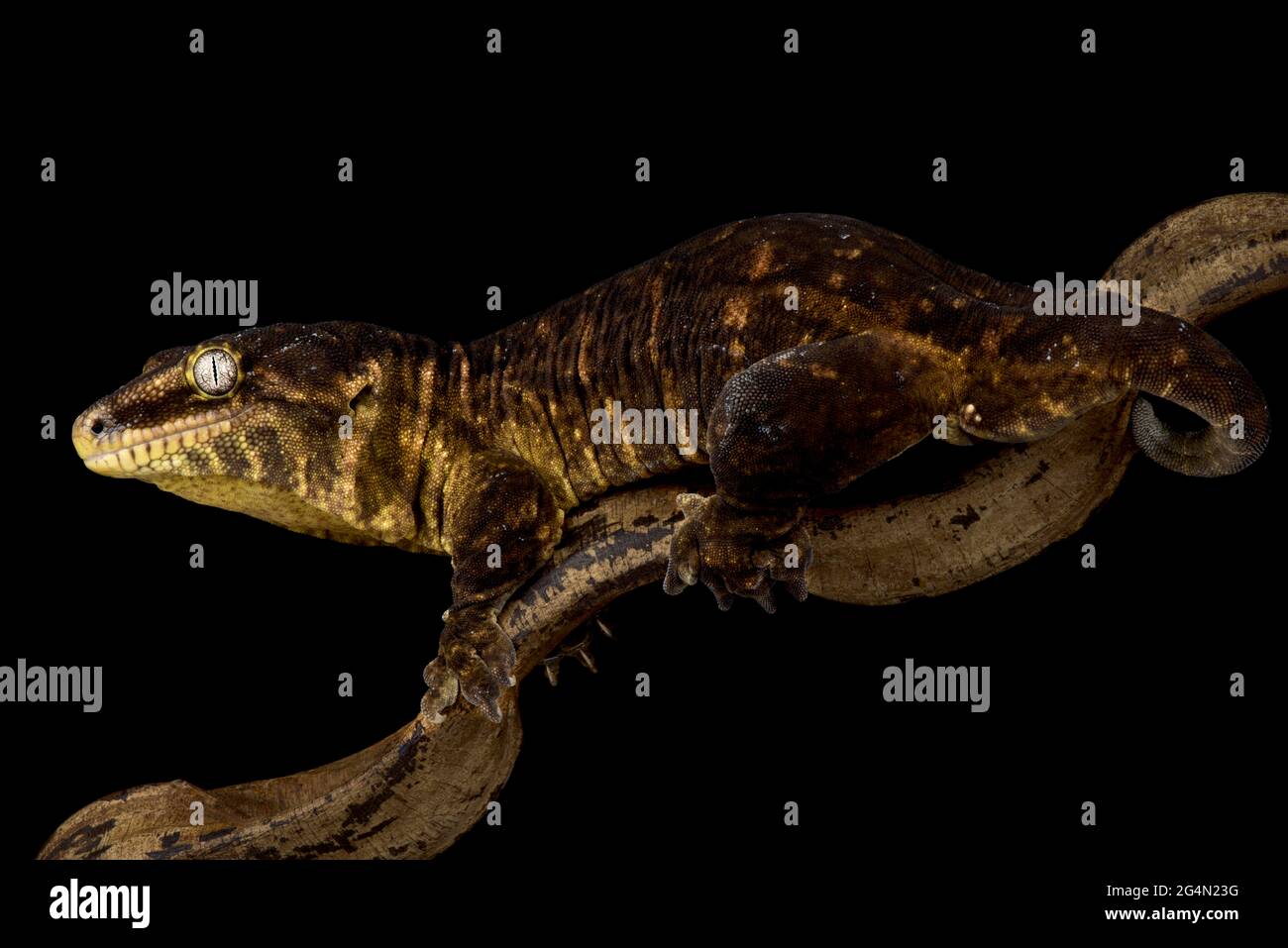 Nuovo gigante caledoniano Gecko Mt Koghis nero (Rhacodactylus laechianus) Foto Stock