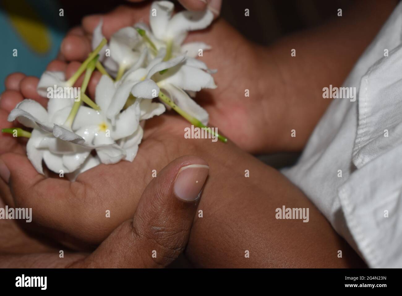 Colombo, Sri Lanka. 22 giugno 2021. Un bambino di tre anni che porta fiori bianchi in preparazione per un evento di vivaio per commemorare il Poson luna piena Poya giorno che cade giovedì 24 giugno. Poson Poya è secondo solo in importanza per Vesak e commemora l'introduzione del Buddismo in Sri Lanka dal monaco missionario buddista Mahinda nel III secolo a.C. Credit: Maggioranza Mondiale CIC/Alamy Live News Foto Stock