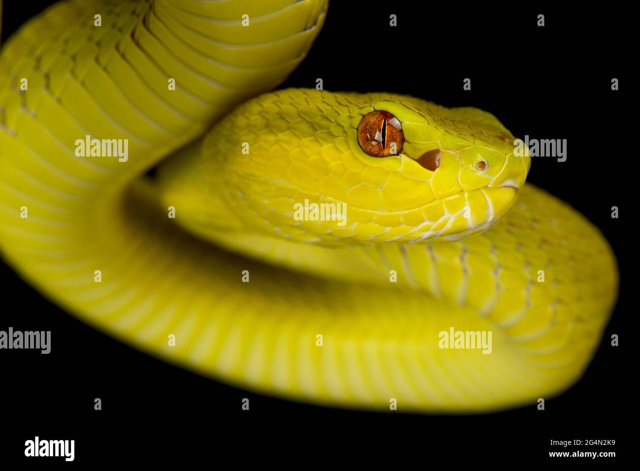 Sunda Island pitviper (Trimeresurus insularis) giallo Foto Stock
