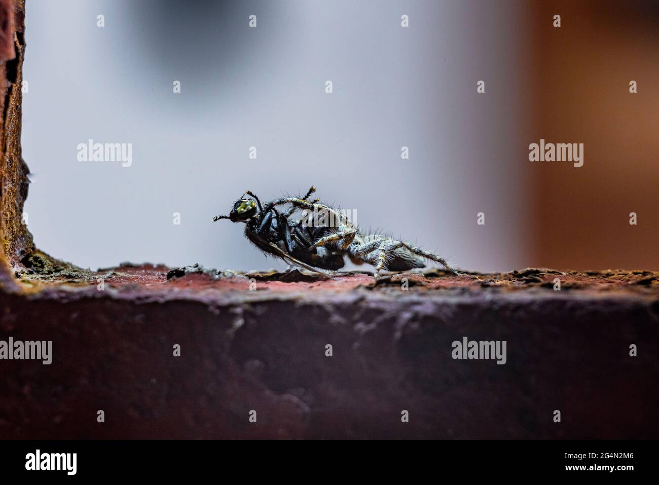 Piccolo ragno di salto nero, marrone e bianco, salticidae, mangiando una mosca della casa. Foto macro di alta qualità Foto Stock