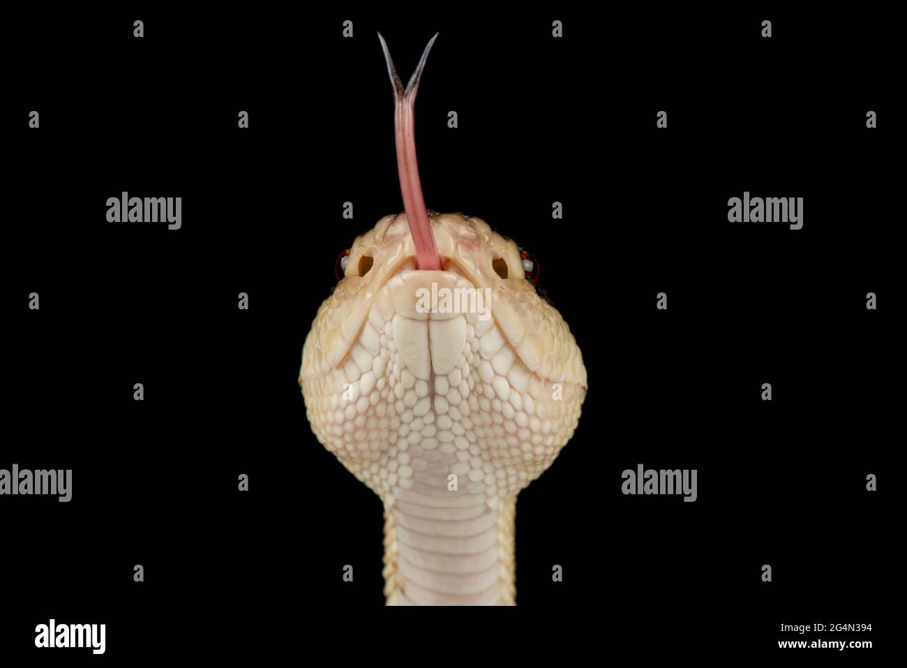 bushmaster a testa nera (Lachesis melanocephala) Foto Stock