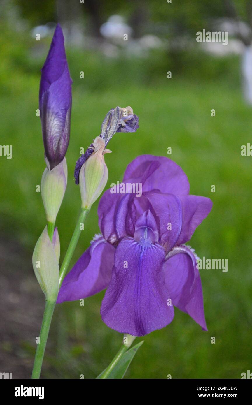 Iris viola nel giardino con sfondo verde macro phography e closeup splendida fotografia della natura Foto Stock