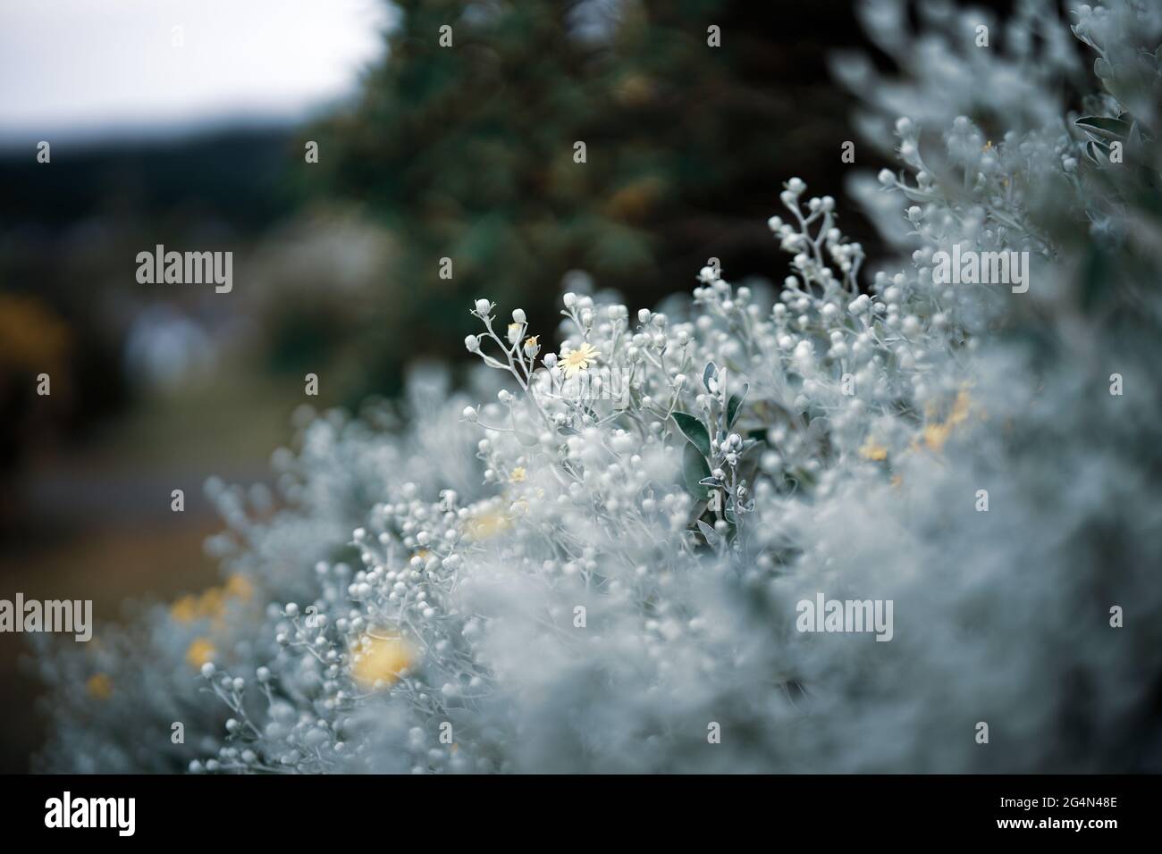 fuoco selettivo foglie d'argento e arbusto fiorito giallo romantica pianta femminile Foto Stock