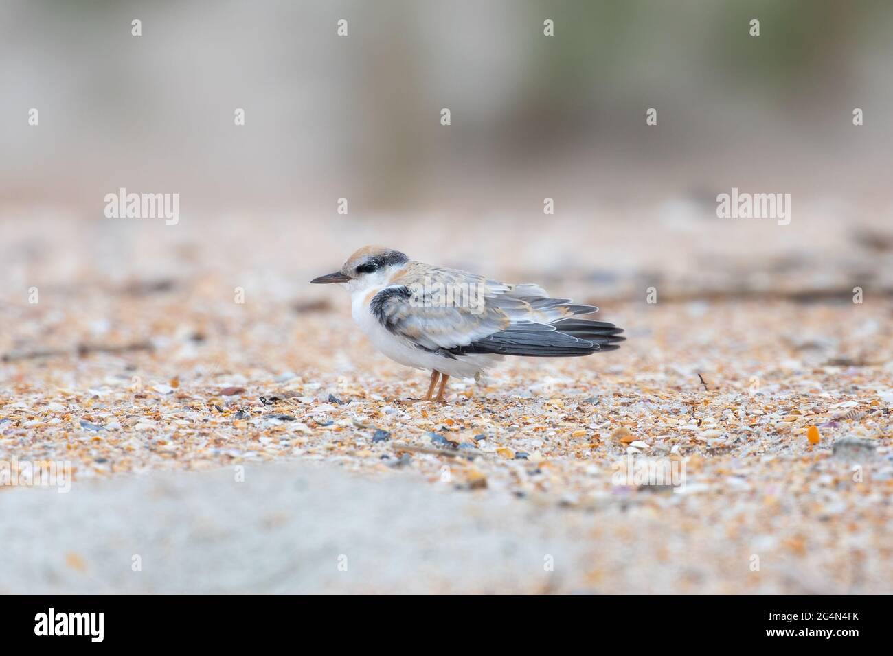 Una terna (Sternula antillarum) pulcino sulla spiaggia. Foto Stock