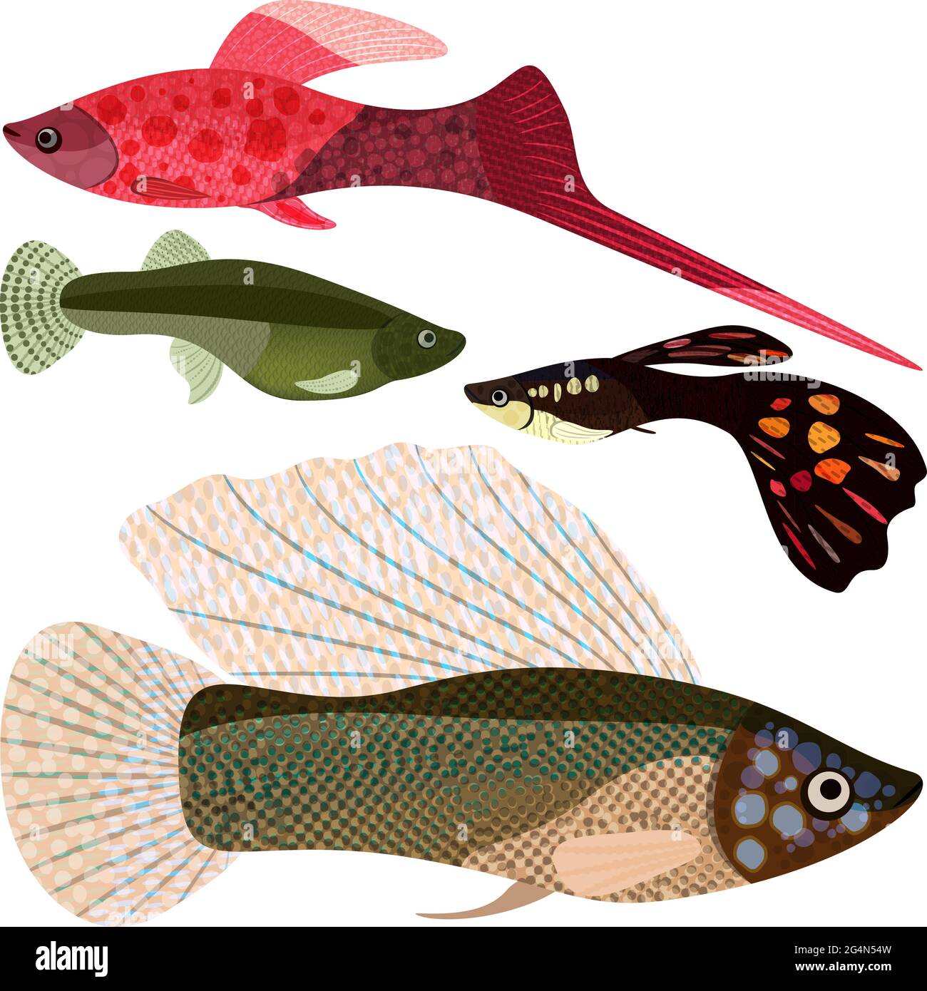 Set vivipara pesci acquario: Spada-portatore, guppy, poecilia velifera, EPS10 - grafica vettoriale. Illustrazione Vettoriale