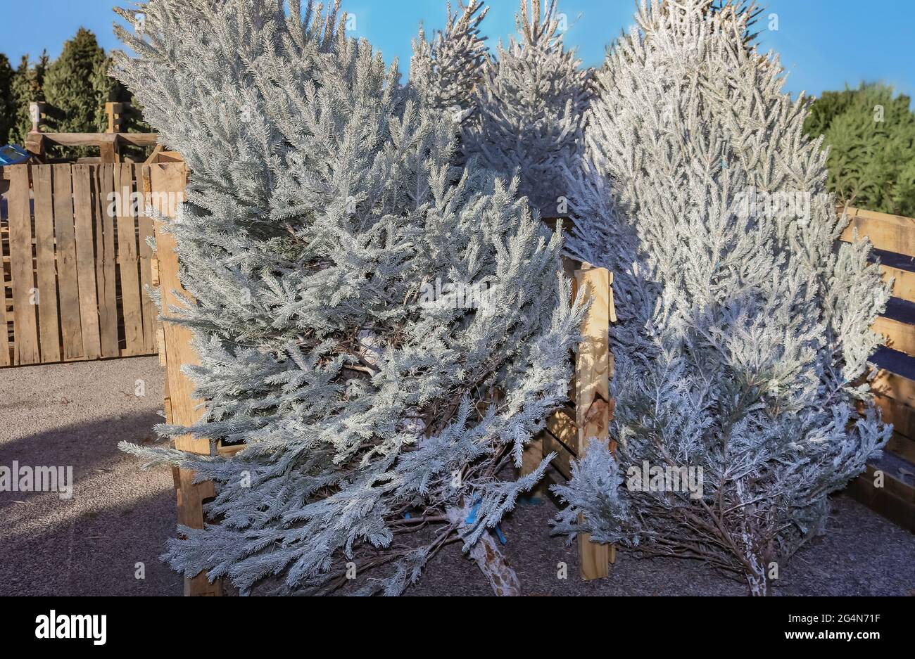Lotto albero di Natale - abeti in argento vivo alberi di Natale in vendita all'aperto nel mese di dicembre Foto Stock