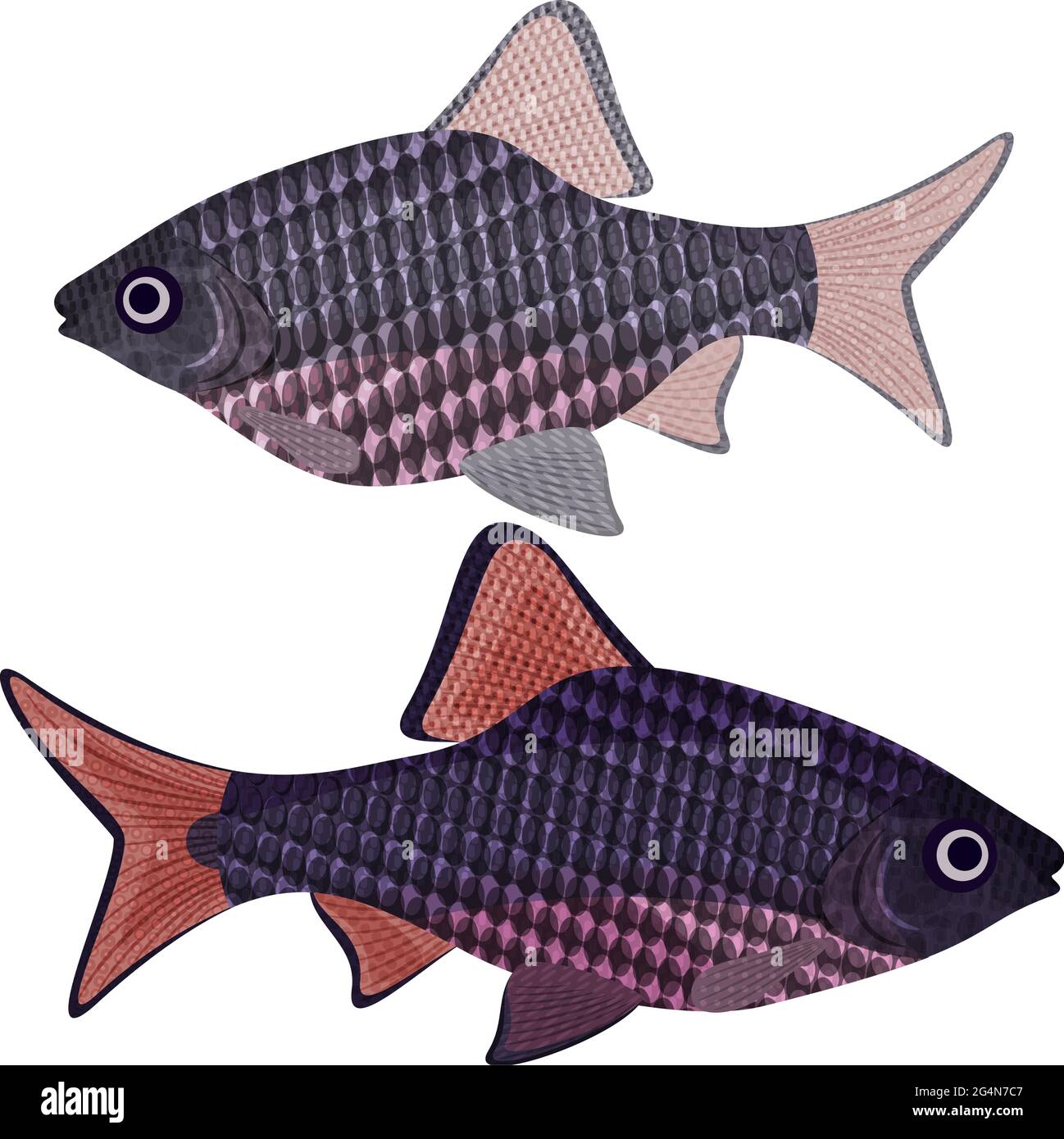 Pesci esotici acquario tipo carpovy oliotius oligolepis, EPS10 - grafica vettoriale. Illustrazione Vettoriale