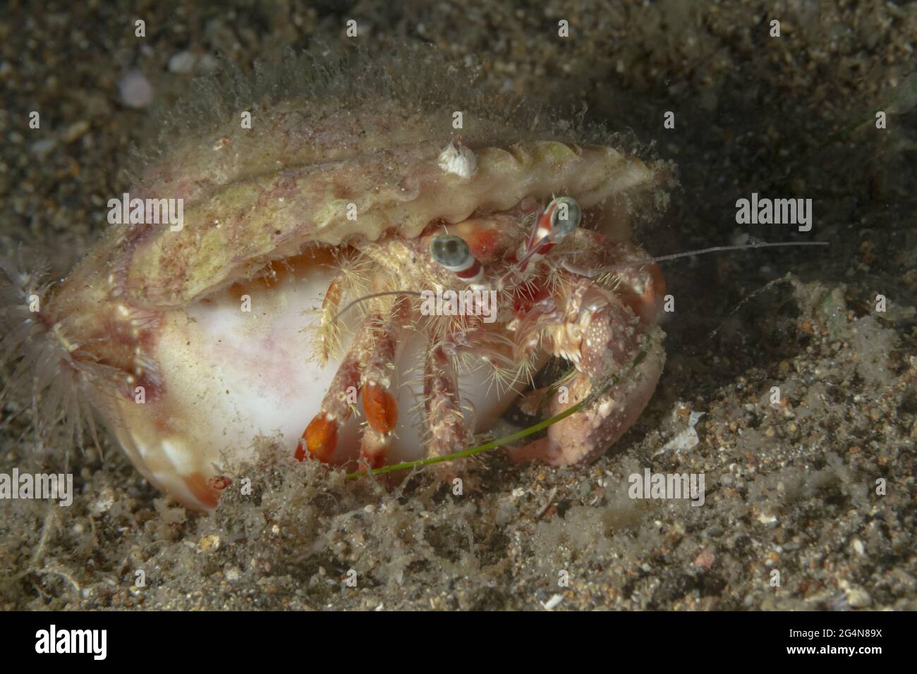 Closeup granchio Diogenes selvaggio con grandi occhi verdi e lunghe antenne seduti in acque profonde Foto Stock