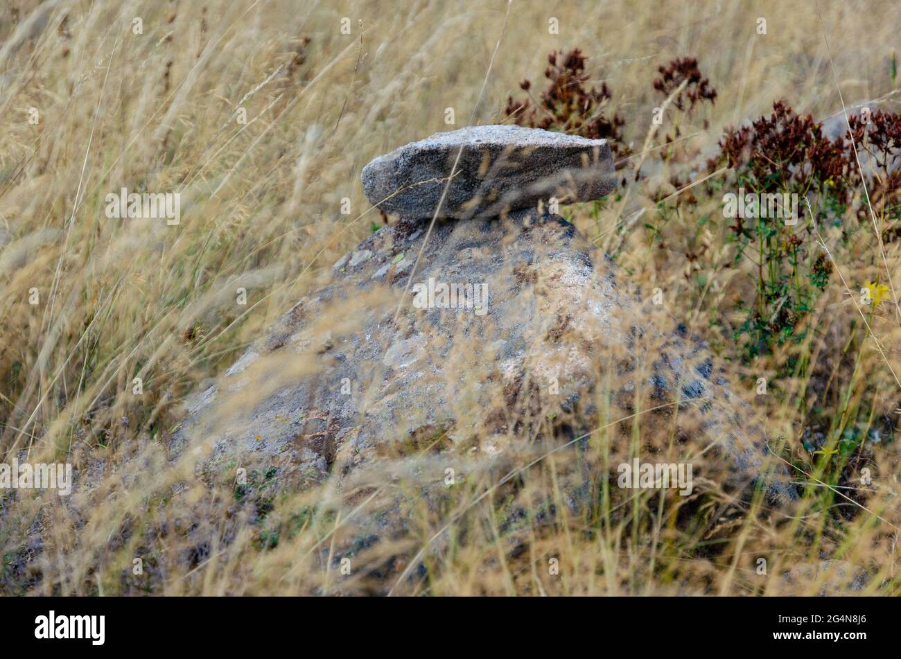 Una pietra su una roccia a terra in un campo di erba gialla. Foto Stock