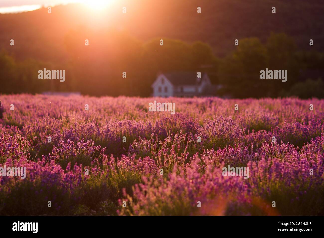 Vista panoramica del prato fiorito con fiori di lavanda in campagna in altopiani in serata Foto Stock