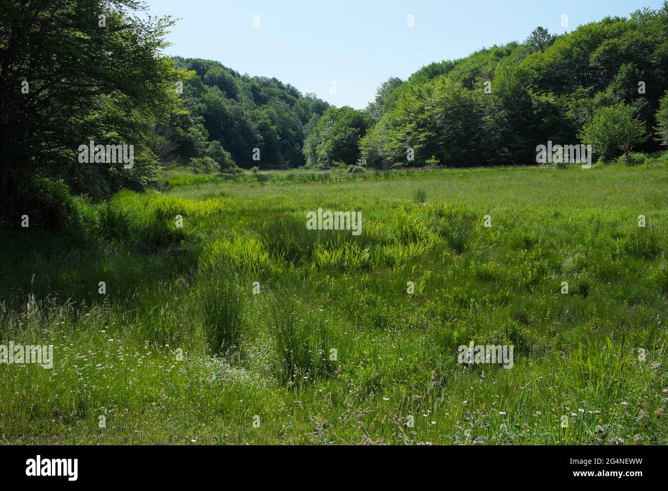 Piante rigogliose e fitta vegetazione della palude siciliana nella Riserva Naturale Nebrodi Foto Stock