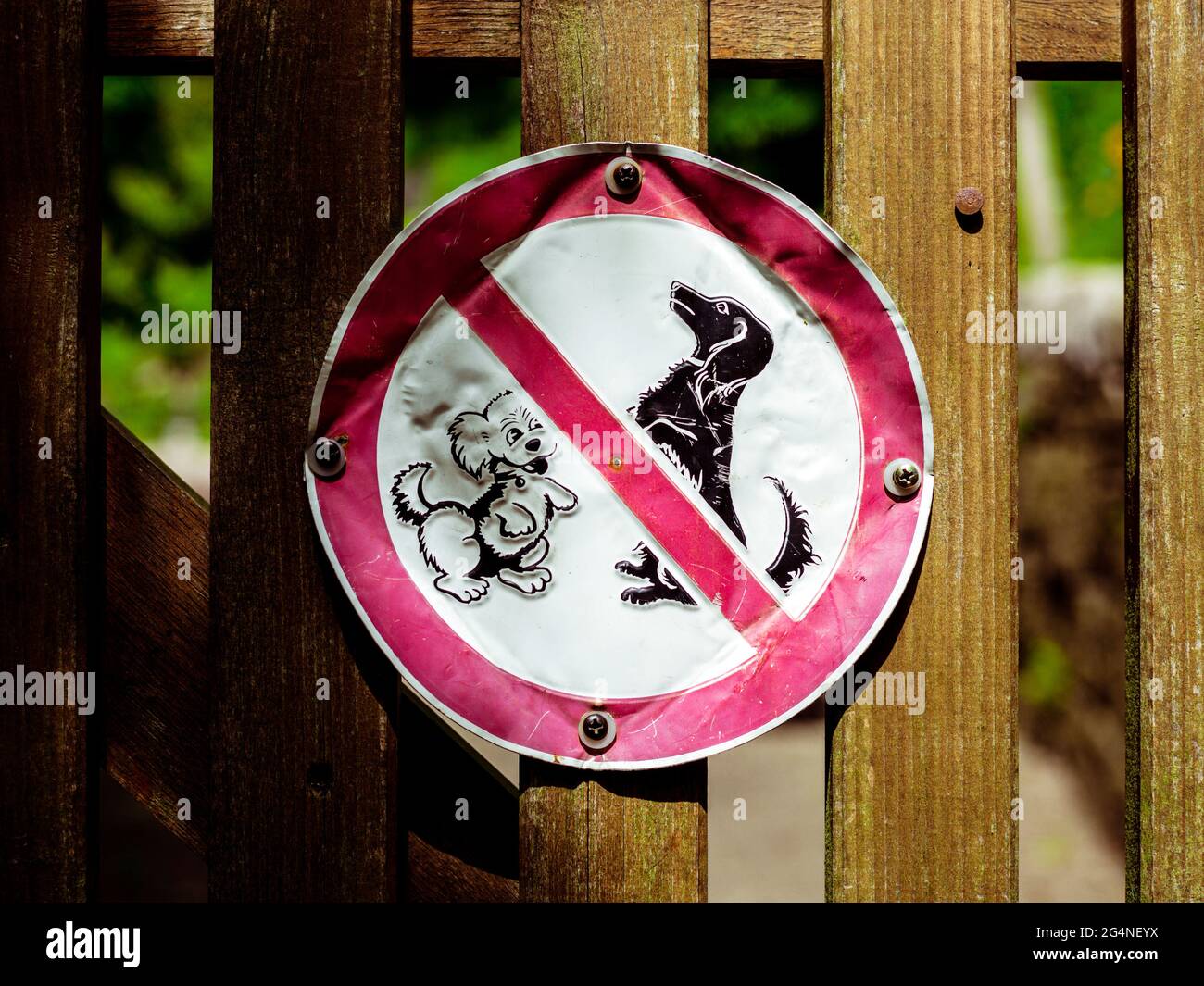 Non sono ammessi cani! Cartello d'epoca in stile post-bellico, Rothenburg ob der Tauber, Germania Foto Stock