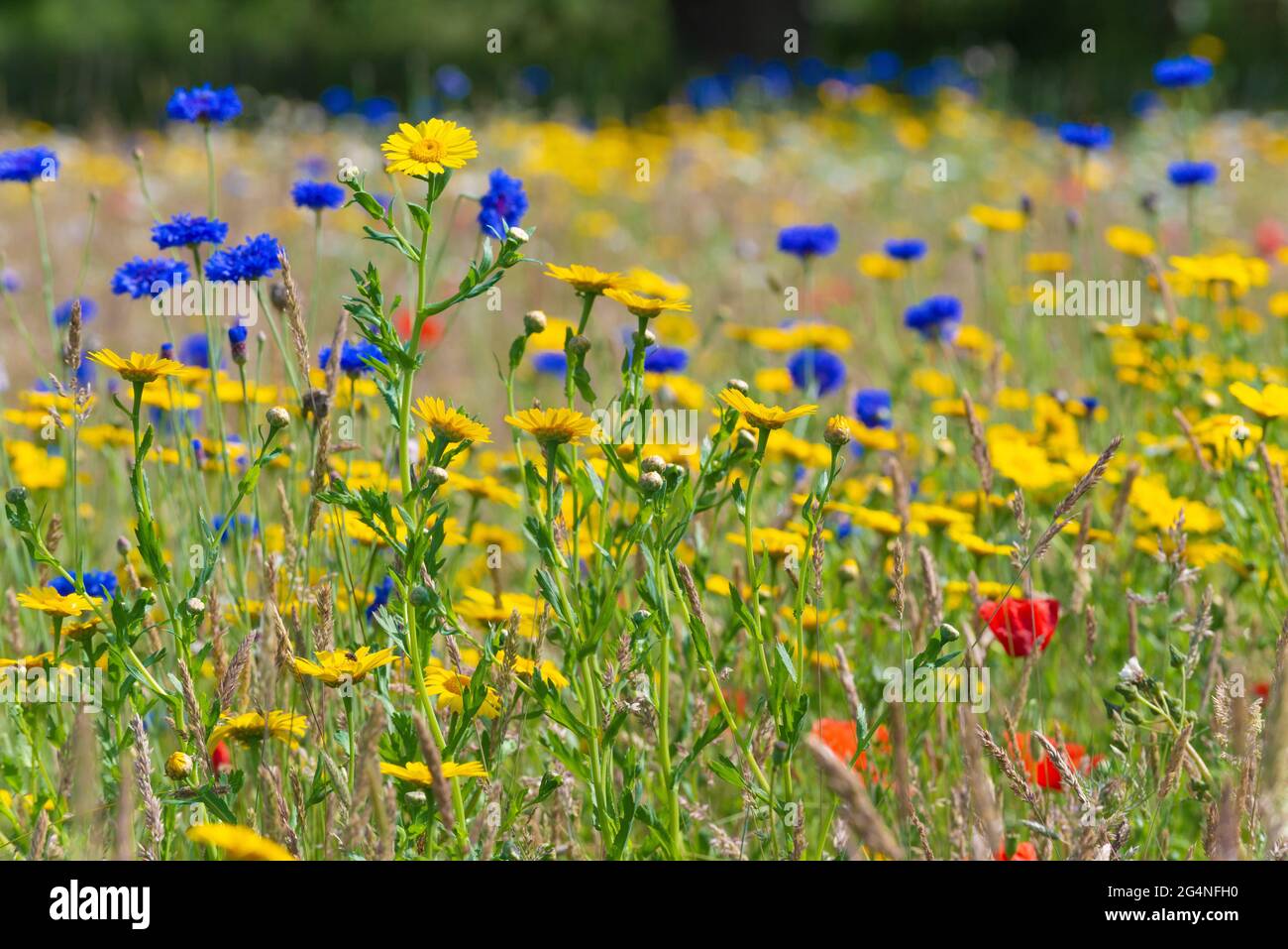 Prato di fiori selvatici di nuova creazione in un ex campo a West Wittering, Chichester, West Sussex, Inghilterra Foto Stock