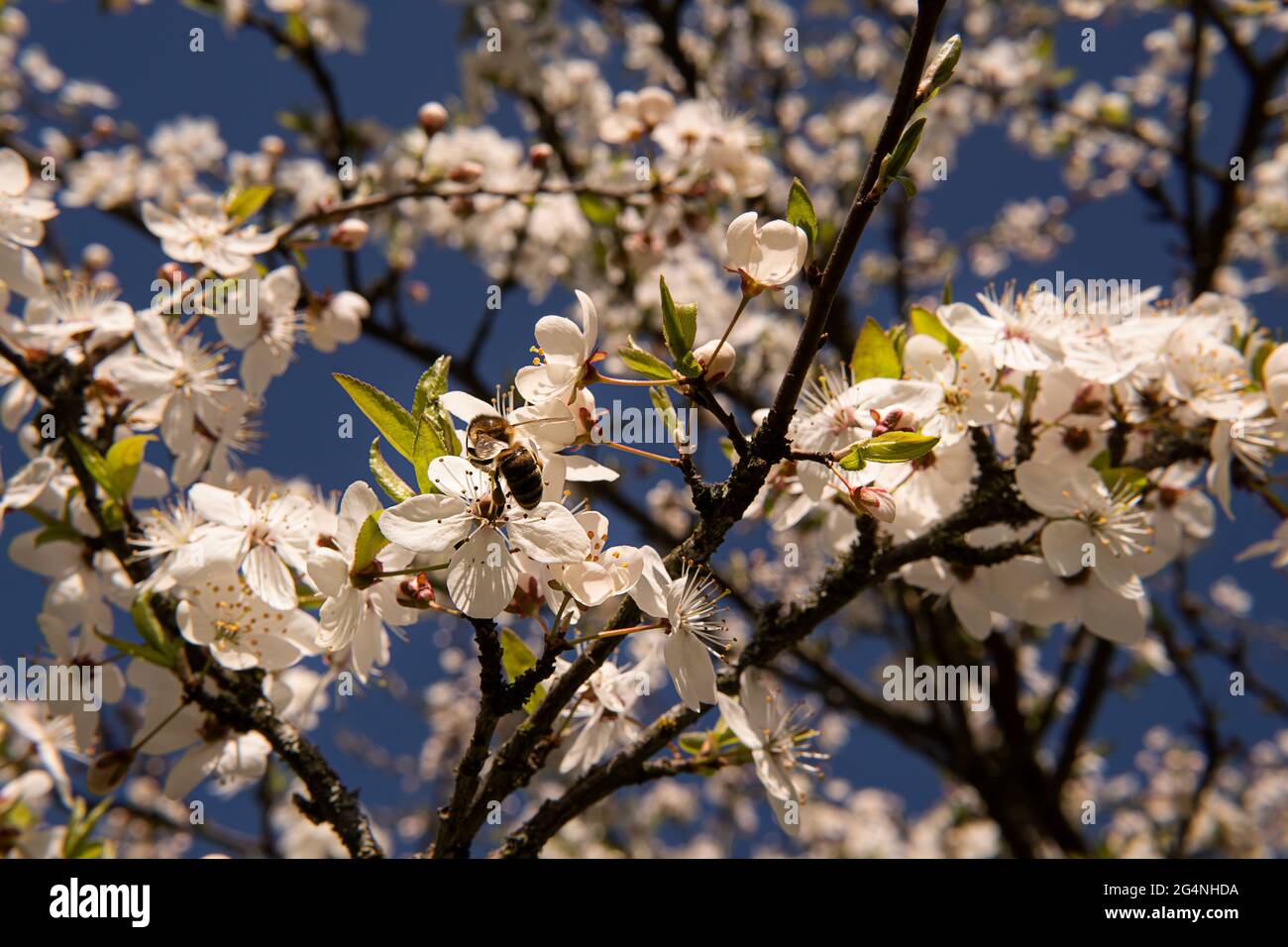 Splendidi alberi da frutto fioriti. Fioritura rami di pianta in primavera caldo luminoso giorno di sole. Bianco tenero fiori sfondo Foto Stock