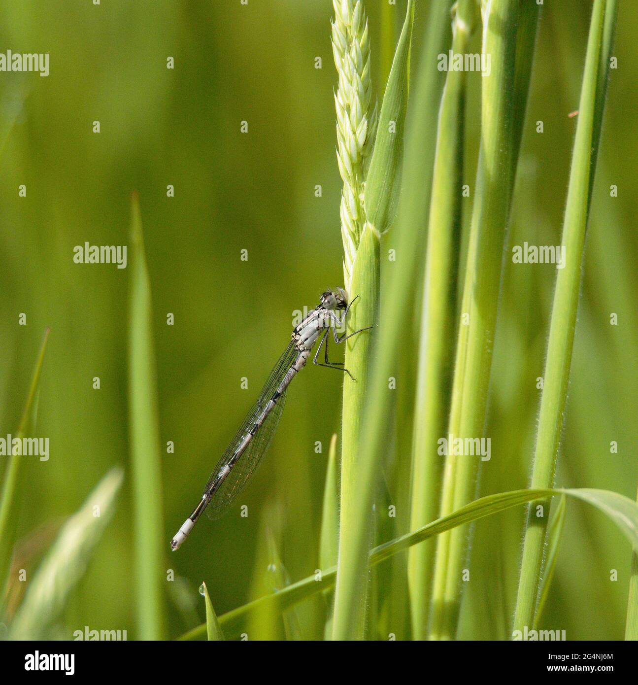 Damselflies blu di accoppiamento e la deposizione delle uova. Foto Stock