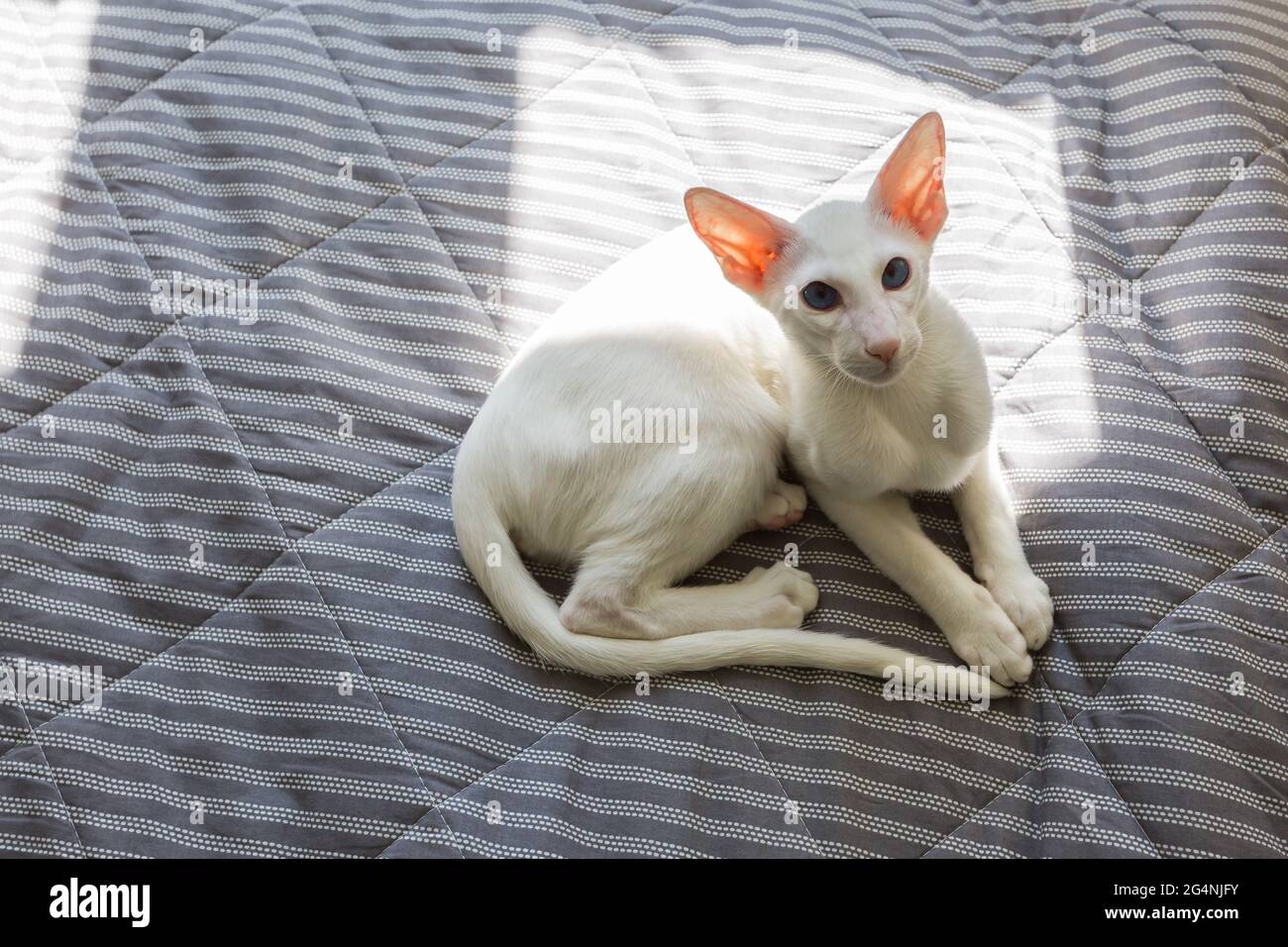 Gatto bianco shorthair orientale che dorme al sole Foto Stock